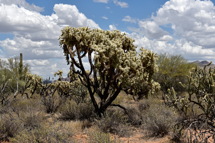 Jumping Cholla prefers sandy flats, rocky slopes and rolling hillsides at elevations ranging from 500 to almost 4,000 feet. Cylindropuntia fulgida 